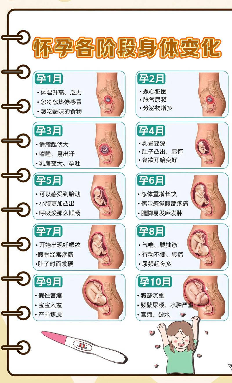 揭秘供卵代孕妈妈怀孕小腹分两节，孕期变化的奥秘广西代生机构: